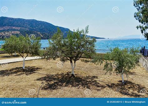 Ancient olive trees stretching across the Corinthian landscape