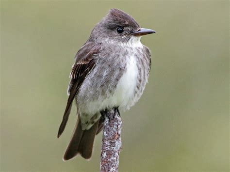 Olive-sided Flycatcher