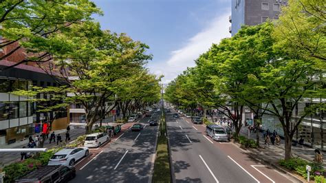 Omotesando Avenue