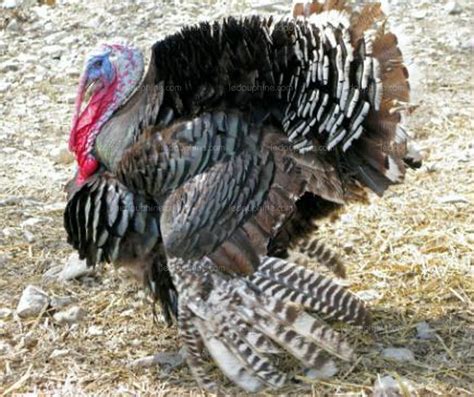 On Lui Doit Le Dindon: On Lui Doit Le Didon Et Enée