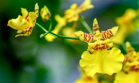 Oncidium: Dancing Lady Orchids