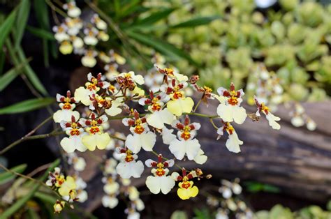 Oncidium Orchid