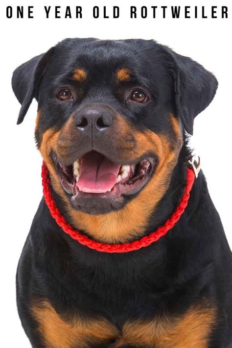 One Year Old Rottweiler Pictures