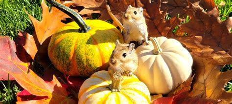 One Life At A Time Animal Rescue: Saving Lives and Making a Difference for Furry Friends