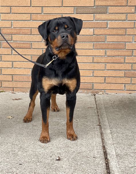 One year old Rottweiler Dog breeds, Rottweiler rescue, Rottweiler puppies