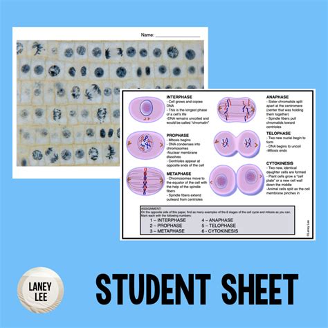 Onion Cell Mitosis Worksheet