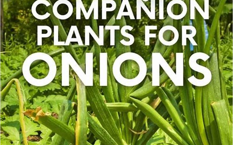 Onions Companion Planting