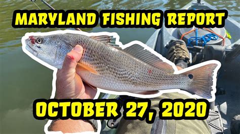 Online Resources for Fishing Report in Maryland