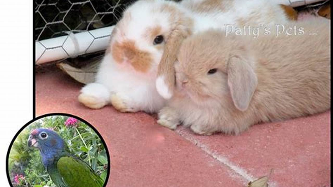 Only Use Reputable Holland Lop Breeders., Images