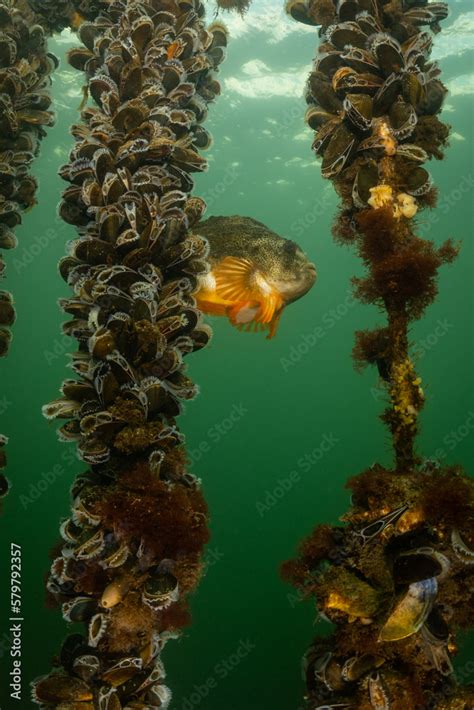 Oosterschelde Shellfish Tour: An Expert Review & Guide