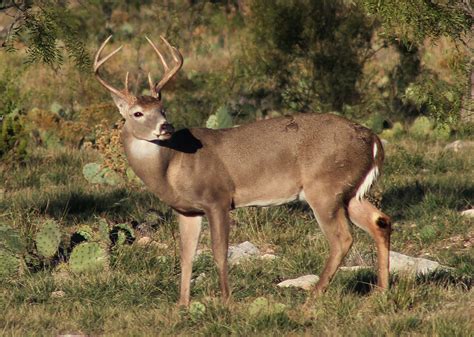 Opening Day Of Deer Season 2024 Texas