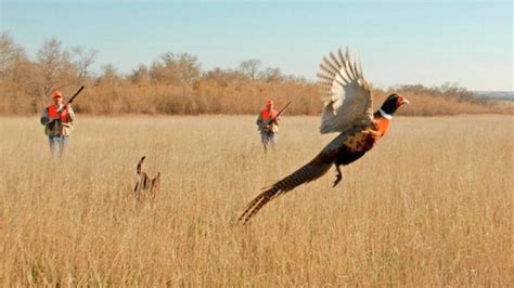 Opening Day Of Pheasant Season Sd