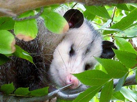 Opossum tidur
