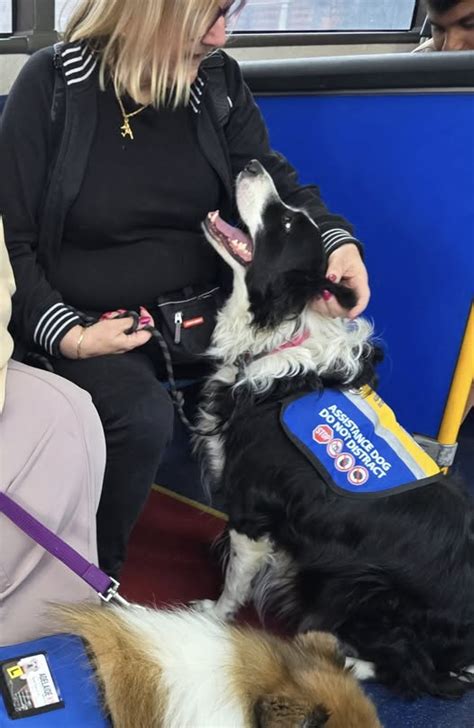 Option 1: Partnering with an Assistance Dog Program