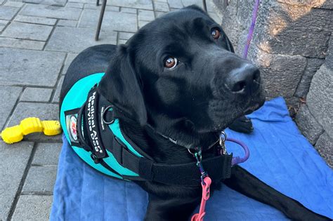 Option 2: Owner-Trained Service Dogs (The DIY Route)