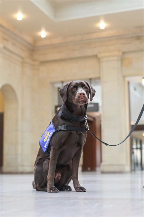 Option 2: Owner-Trained Service Dogs in Texas