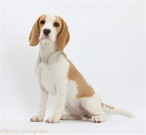 Dog Orangeandwhite Beagle pup, sitting photo WP32007