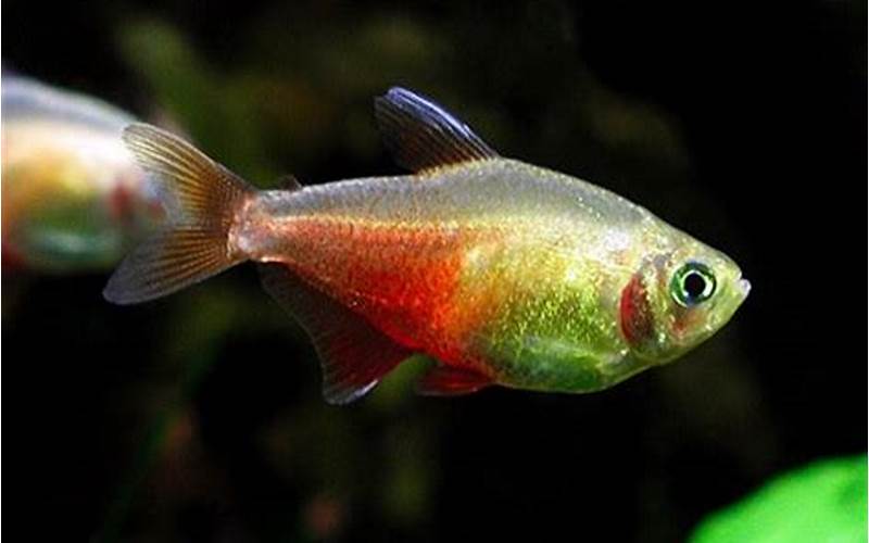 Orange Von Rio Tetra – A Vivid Addition to Your Aquarium