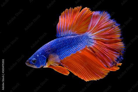 Orange And Blue Betta Fish