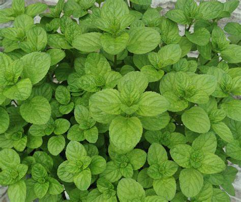 Orange Mint Plant