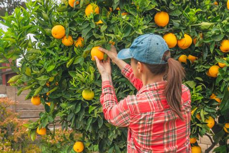 Orange Picking Tours