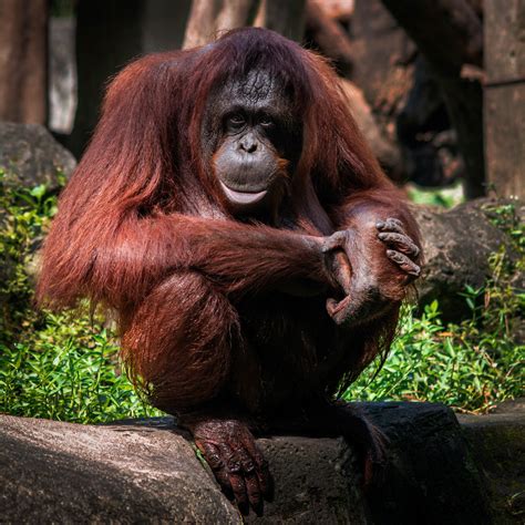 Orangutan