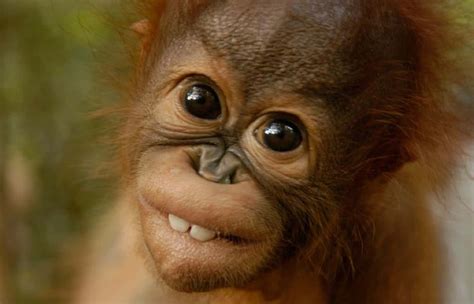 Orangutan Baby Smiling Meme