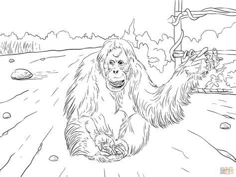 Orangutan Coloring Page