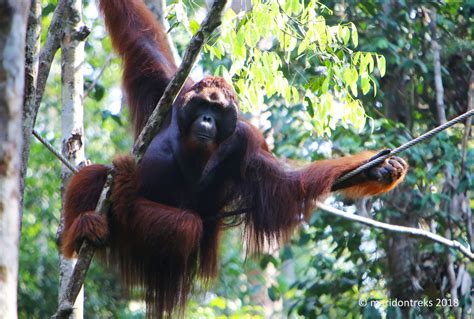 Meeting with orangutans