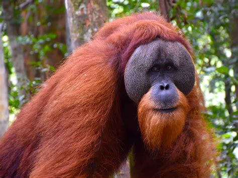 Orangutan Sumatera
