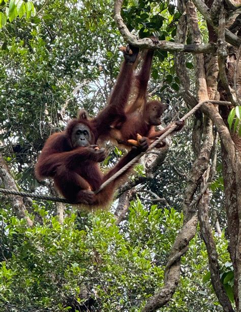 Orangutan Tour Options