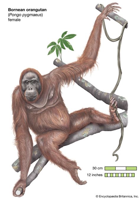 Orangutan Anatomy