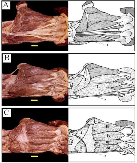 Orangutan Muscles