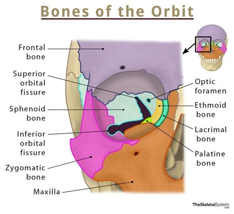 Orbital Anatomy Plastic Surgery Key