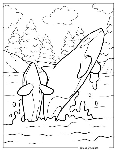 Orca Whale Coloring Page