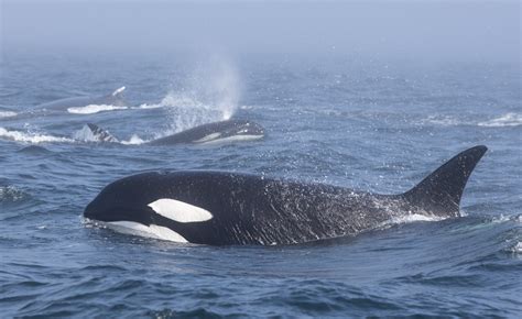 Orcas and Humpbacks