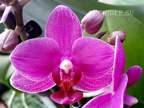 Orchid 020
