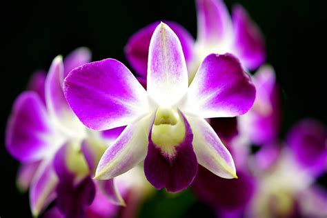 Orchid 08816
