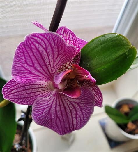 Orchid 2nd Bloom