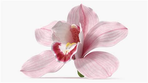Orchid 3d Flower