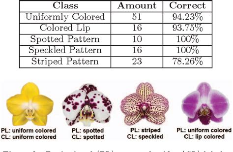 Orchid 7 Levels Of Classification