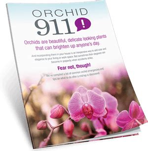 Orchid 911