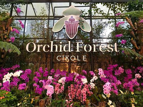 Orchid Bandung