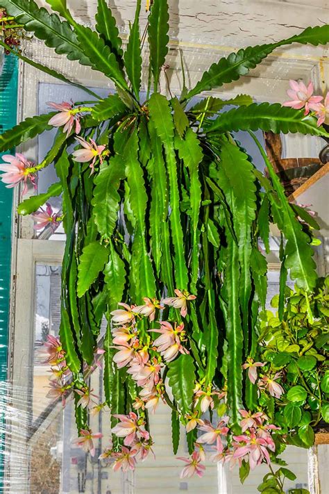 Orchid Cactus Images
