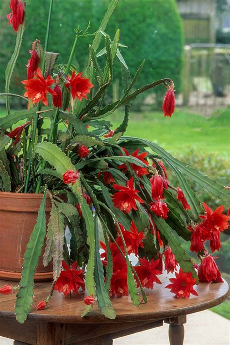 Orchid Cactus Red
