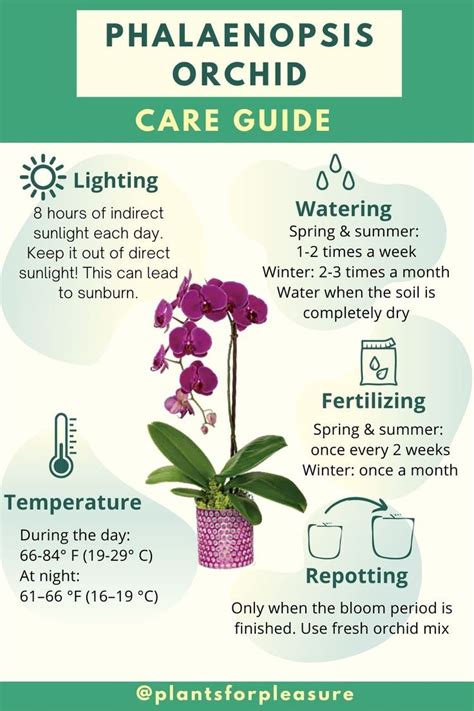 Orchid Care Instructions