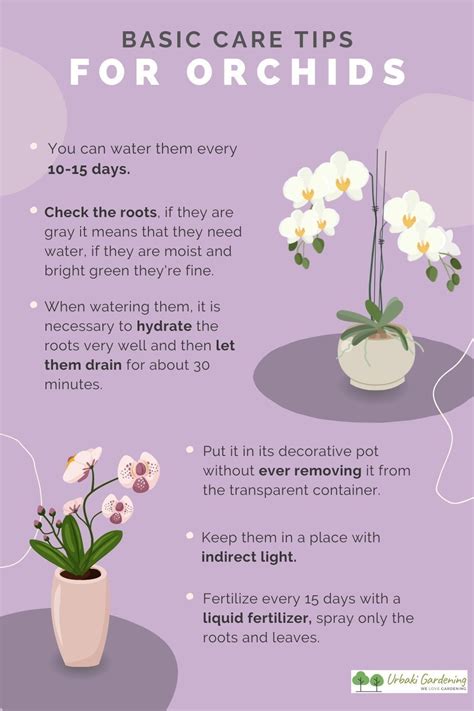 Orchid Care Tips