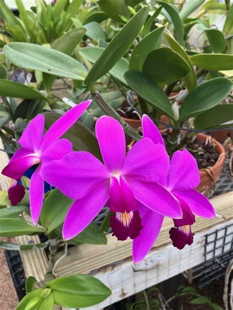 Orchid Cattleya Violacea