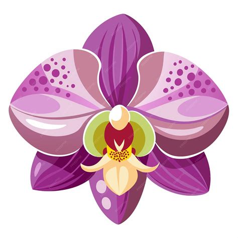 Orchid Clipart