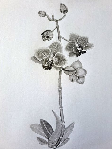 Orchid Drawing